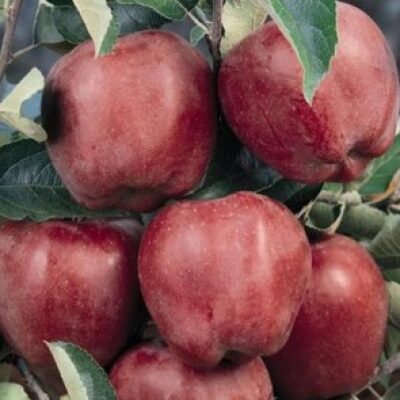mar-staking-nm