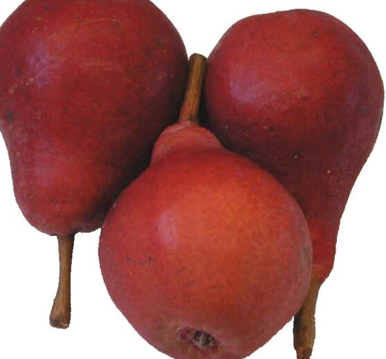 par-clapp-rosu