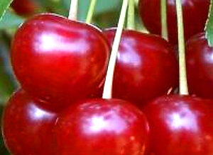 visin-productiv-de-debrece